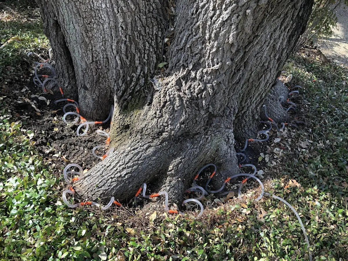 Detailed Tree Cabling and Bracing job site in Oldtown
