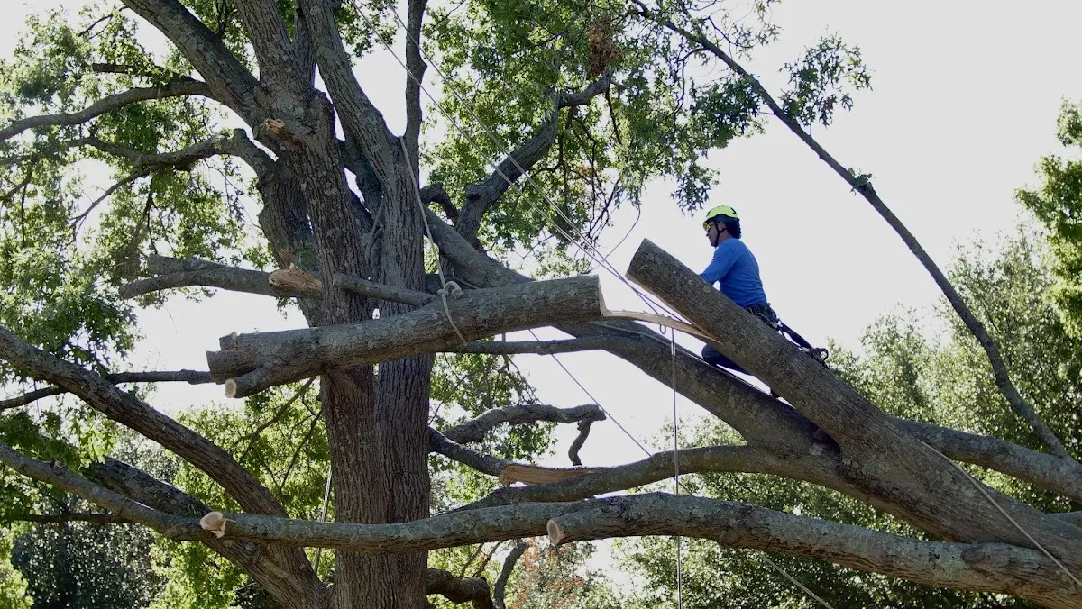 Professional Crown Thinning performed by certified arborists in Oldtown